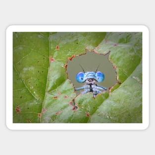 Common Blue Damselfly Looking through a Hole in a Leaf Sticker